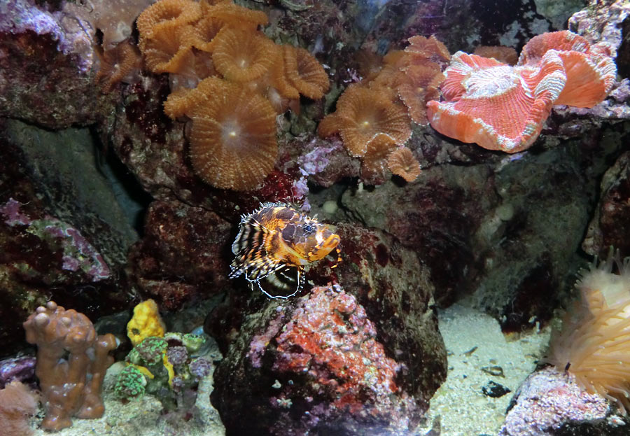 Pfauenaugen-Zwergfeuerfisch im Wuppertaler Zoo im Mai 2014