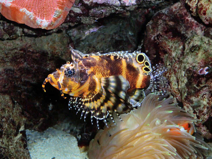 Pfauenaugen-Zwergfeuerfisch im Zoo Wuppertal im Mai 2014