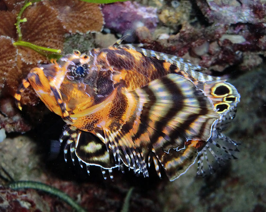 Pfauenaugen-Zwergfeuerfisch im Zoologischen Garten Wuppertal im Juni 2014