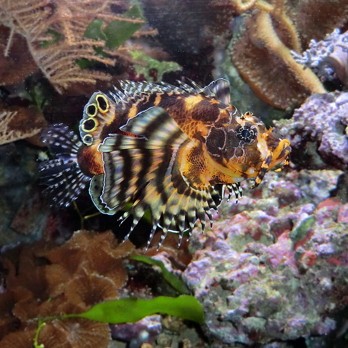 Pfauenaugen-Zwergfeuerfisch im Wuppertaler Zoo im Juni 2014