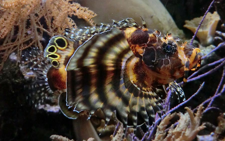 Pfauenaugen-Zwergfeuerfisch im Wuppertaler Zoo im Juli 2014