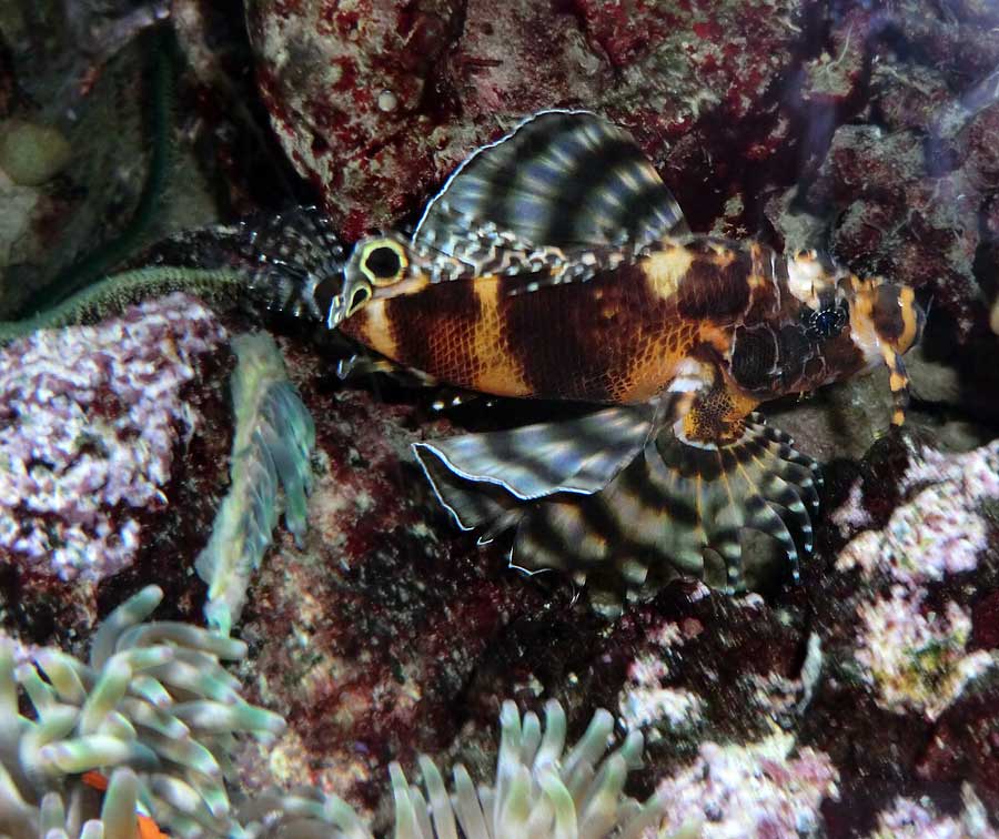 Pfauenaugen-Zwergfeuerfisch im Zoo Wuppertal im Juli 2014