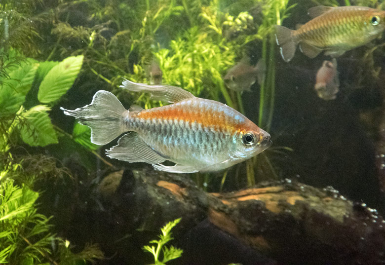 Blauer Kongosalmler am 24. Juli 2018 im Aquarium im Wuppertaler Zoo