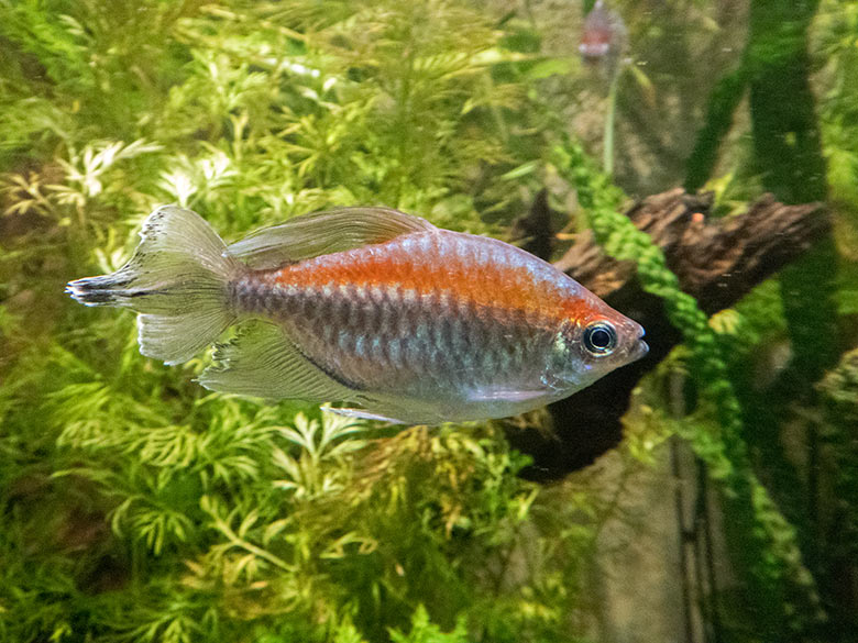 Blauer Kongosalmer am 18. Oktober 2019 im Aquarium im Grünen Zoo Wuppertal