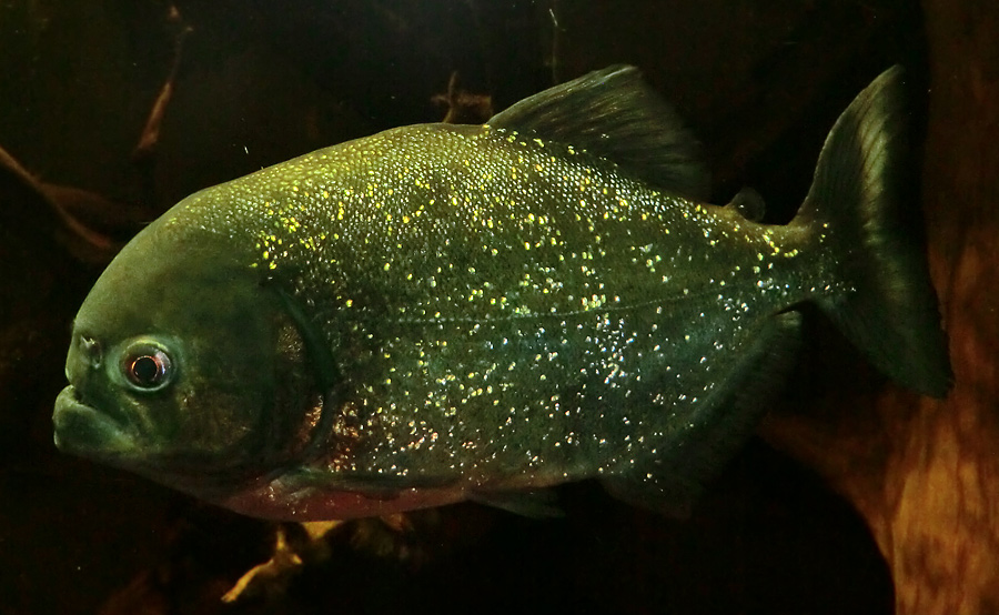 Piranha im Zoo Wuppertal im November 2012