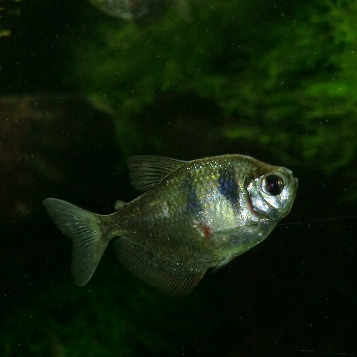 Trauermantelsalmler im Wuppertaler Zoo im Mai 2014