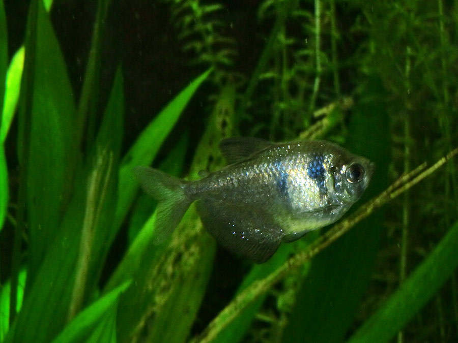 Trauermantelsalmler im Zoologischen Garten Wuppertal im Mai 2014