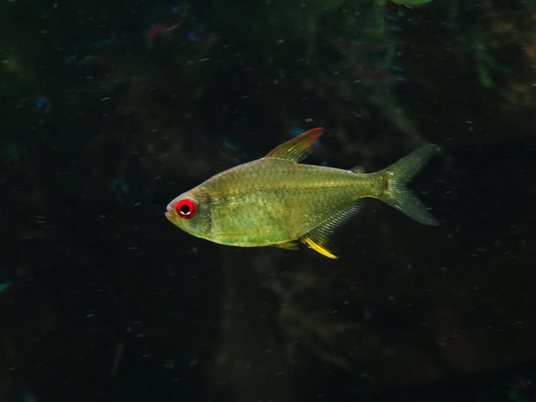 Zitronensalmler im Jahr 2016 im Terrarium im Zoologischen Garten der Stadt Wuppertal