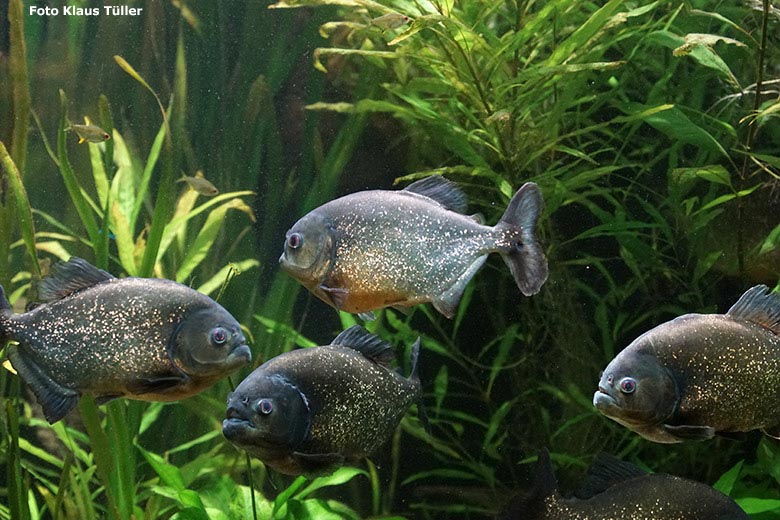 Piranhas am 23. November 2018 im Aquarium im Grünen Zoo Wuppertal (Foto Klaus Tüller)