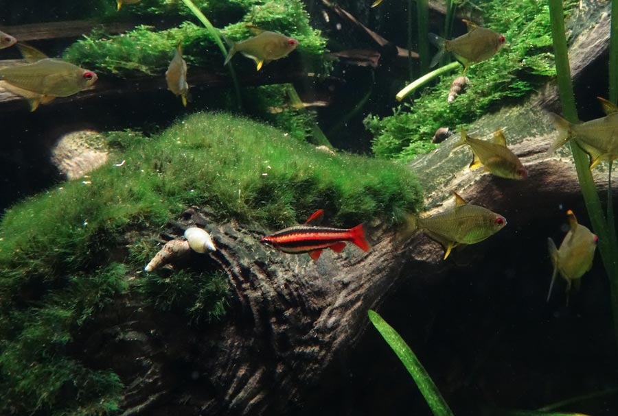 Purpurziersalmler und Zitronensalmler im Wuppertaler Zoo im Oktober 2015