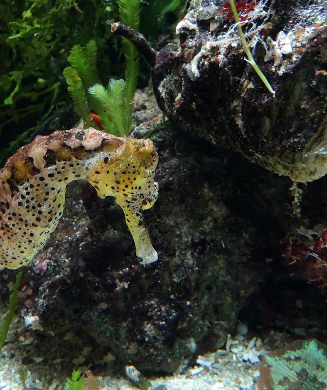 Langschnäuziges Seepferdchen im Grünen Zoo Wuppertal im Mai 2015