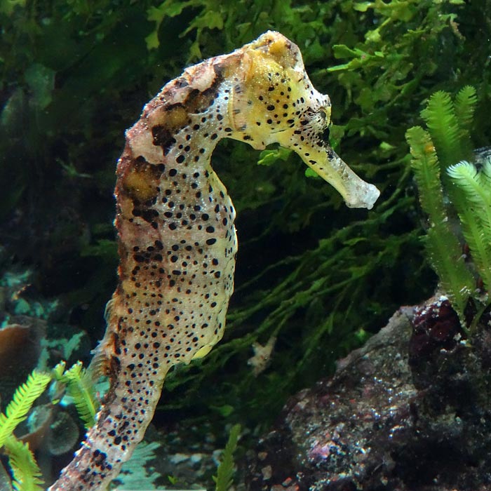 Langschnäuziges Seepferdchen im Wuppertaler Zoo am 16. Mai 2015