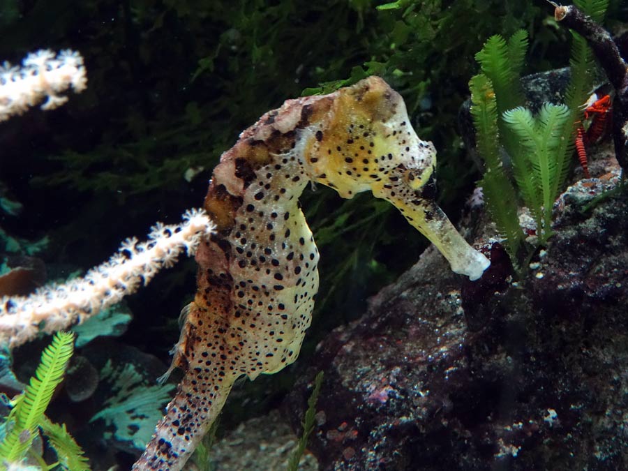 Langschnäuziges Seepferdchen im Zoologischen Garten Wuppertal im Mai 2015