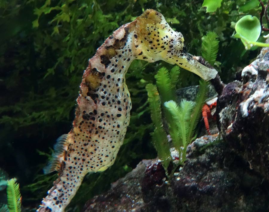 Langschnäuziges Seepferdchen im Grünen Zoo Wuppertal im Mai 2015