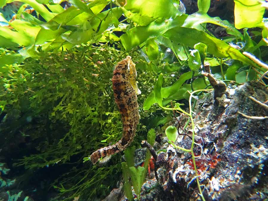 Langschnäuziges Seepferdchen im Zoologischen Garten Wuppertal im Mai 2015