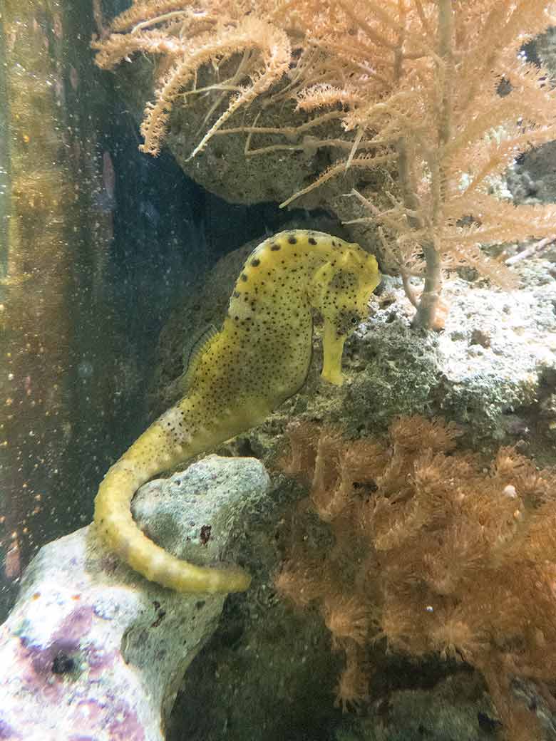 Langschnäuziges Seepferdchen am 29. Januar 2019 im Aquarium im Grünen Zoo Wuppertal