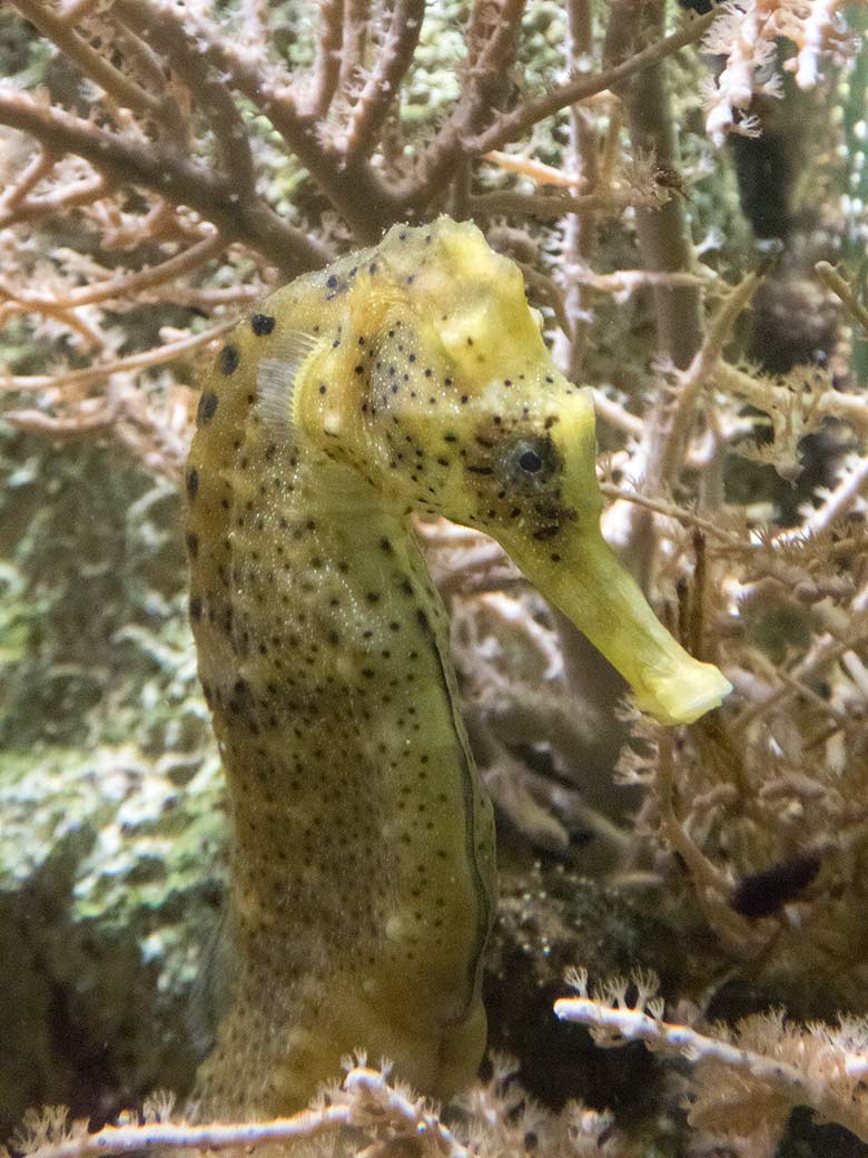 Langschnäuziges Seepferdchen im Aquarium im Grünen Zoo Wuppertal