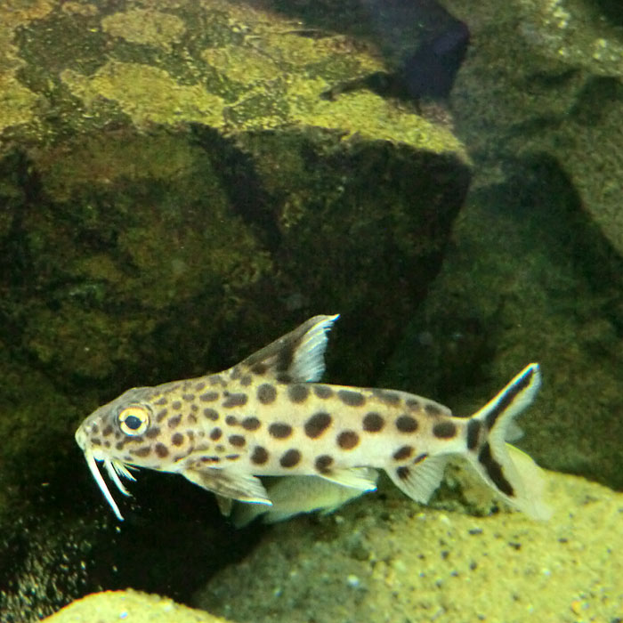 Kuckucks-Fiederbartwels im Wuppertaler Zoo im März 2012