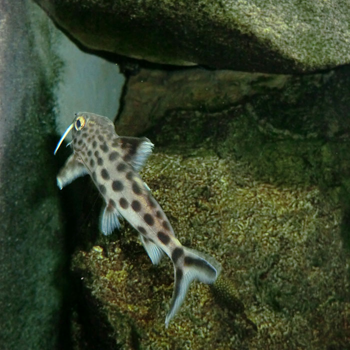 Kuckucks-Fiederbartwels im Wuppertaler Zoo im März 2012