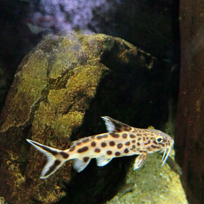 Kuckucks-Fiederbartwels im Wuppertaler Zoo im März 2012