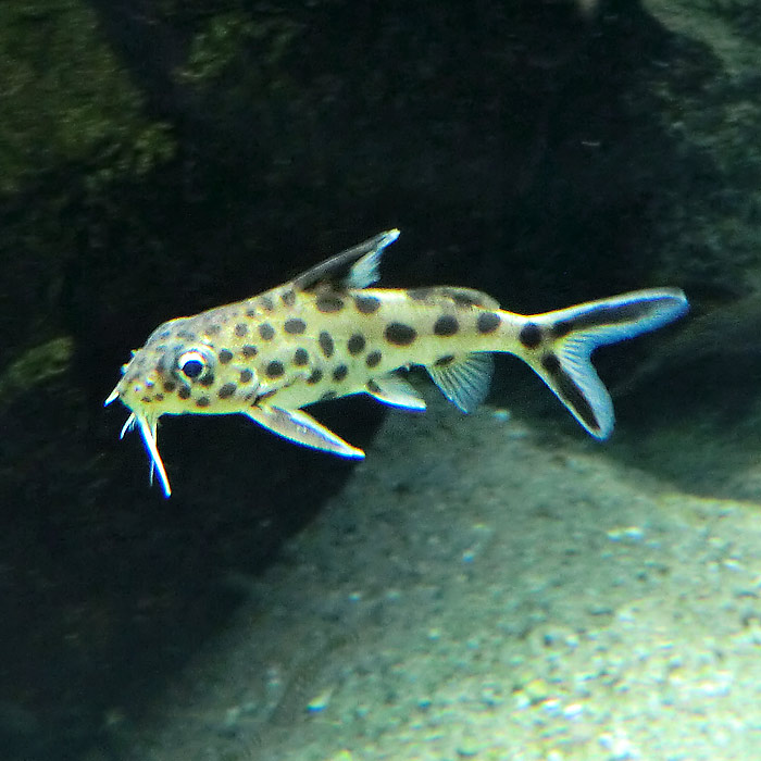 Kuckucks-Fiederbartwels im Wuppertaler Zoo im Mai 2014