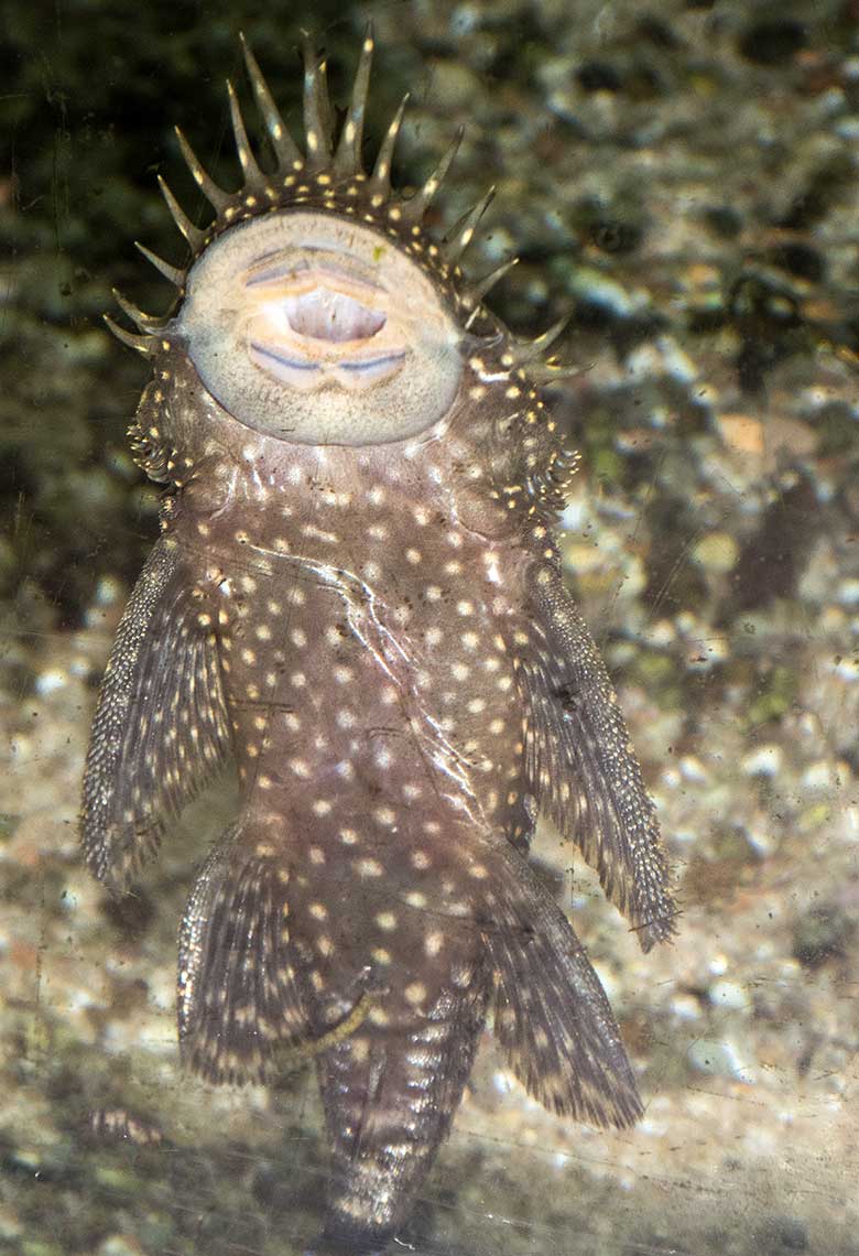 Kein Orangeflossen-Panzerwels sondern ein in der Art unbestimmter männlicher Antennen-Harnischwels (Ancistrus spec.) am 11. September 2018 an der Scheibe des Wasserbeckens im Aquarium im Grünen Zoo Wuppertal