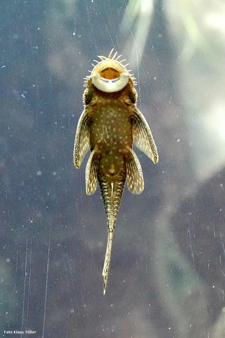 Antennen-Harnischwels (Ancistrus sp.) am 6. Januar 2022 an der Glasscheibe im Aquarium im Grünen Zoo Wuppertal (Foto Klaus Tüller)