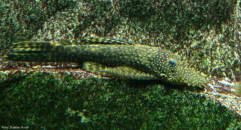 Ancistrus sp. im Zoologischen Garten Wuppertal im März 2008 (Foto Dieter Kraß)