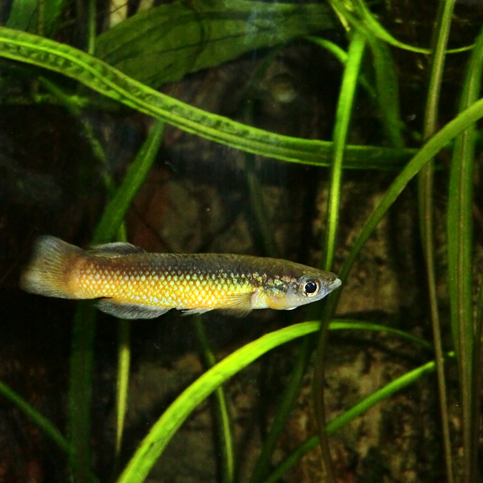 Madagaskarhechtling im Wuppertaler Zoo im November 2013