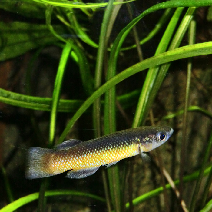 Madagaskarhechtling im Wuppertaler Zoo im November 2013