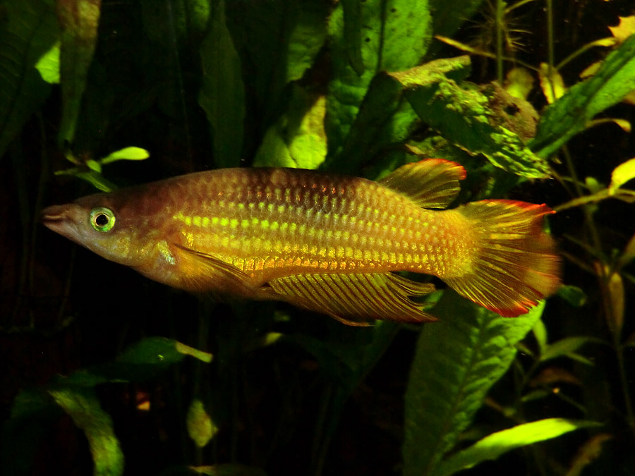 Streifenhechtling im Zoologischen Garten Wuppertal im März 2013