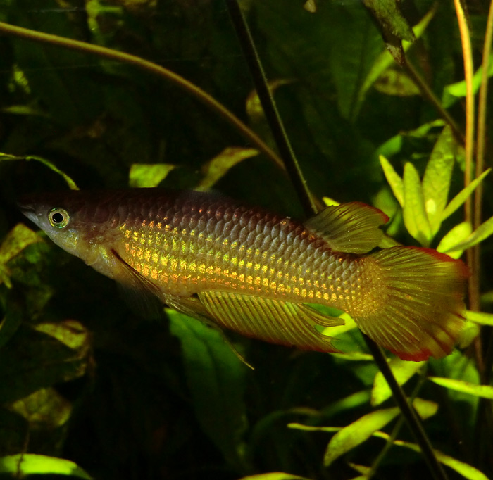 Streifenhechtling im Wuppertaler Zoo im November 2013