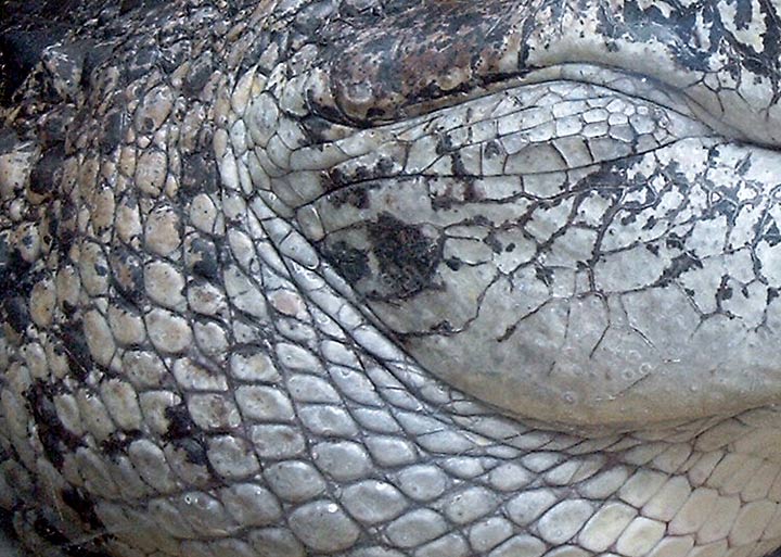 Krokodil-Schuppen im Zoologischen Garten Wuppertal im Juni 2003