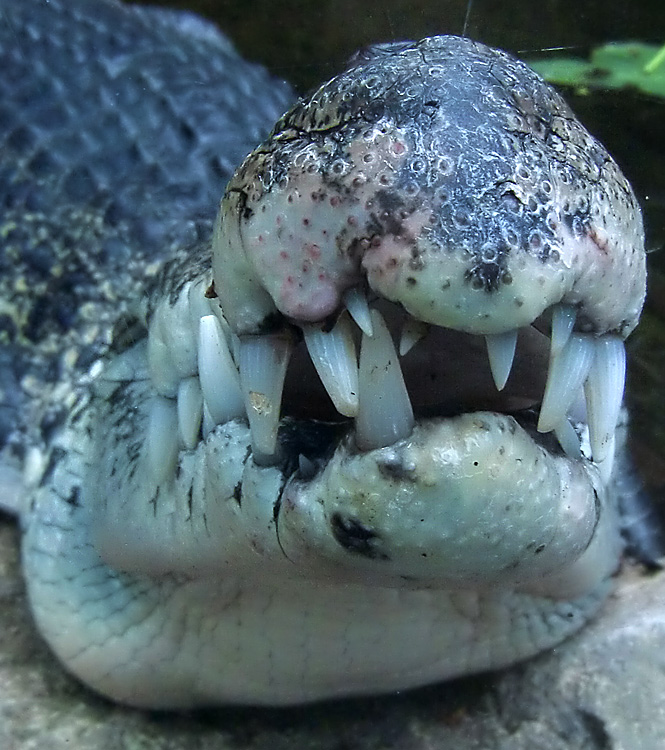 Neuguinea-Krokodil im Wuppertaler Zoo im Juli 2010