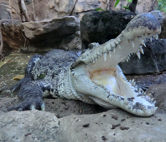 Neuguinea-Krokodil im Wuppertaler Zoo am 10. Februar 2012