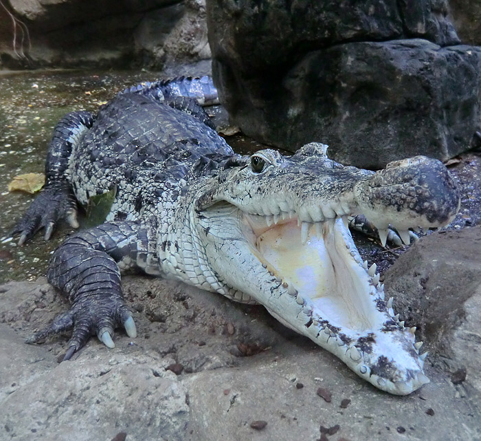 Neuguinea-Krokodil im Wuppertaler Zoo am 10. Februar 2012