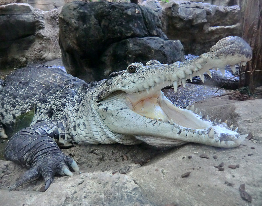 Neuguinea-Krokodil im Wuppertaler Zoo am 10. Februar 2012