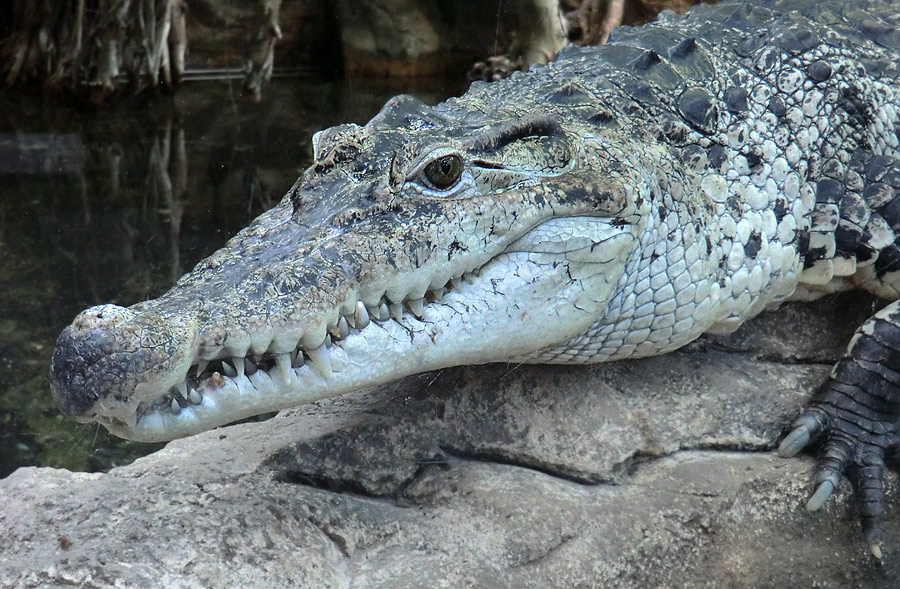Neuguinea-Krokodil im Zoologischen Garten Wuppertal am 10. Februar 2012