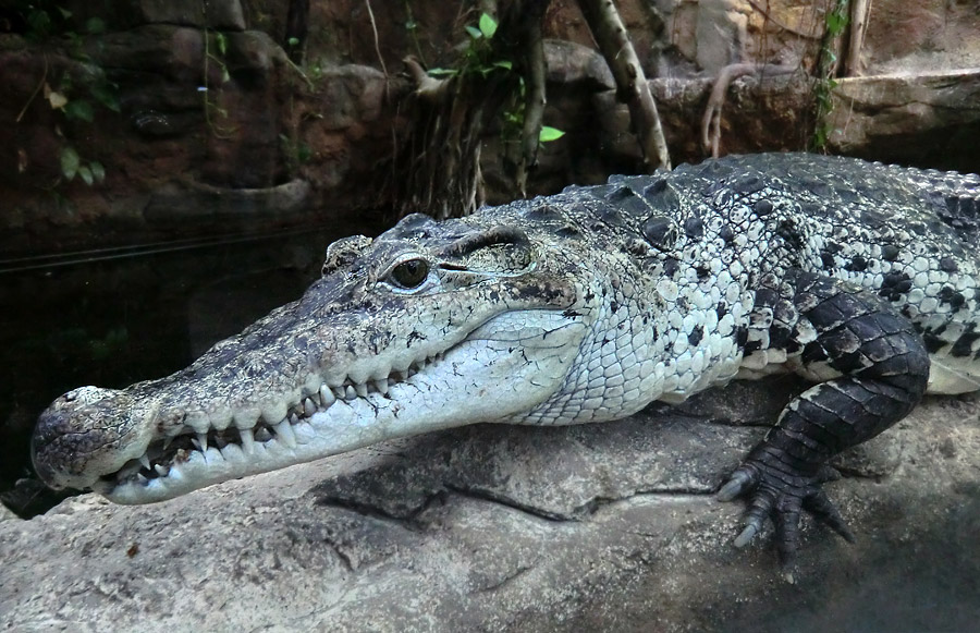 Neuguinea-Krokodil im Wuppertaler Zoo am 10. Februar 2012