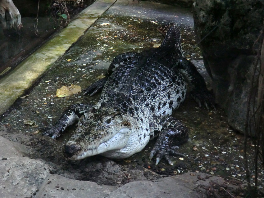 Neuguinea-Krokodil im Wuppertaler Zoo am 10. Februar 2012