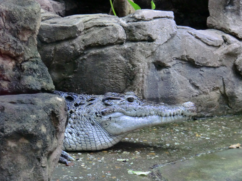 Neuguinea-Krokodil im Zoologischen Garten Wuppertal im März 2012