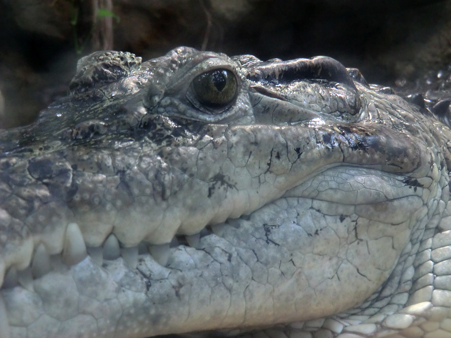 Neuguinea-Krokodil im Zoologischen Garten Wuppertal im März 2012