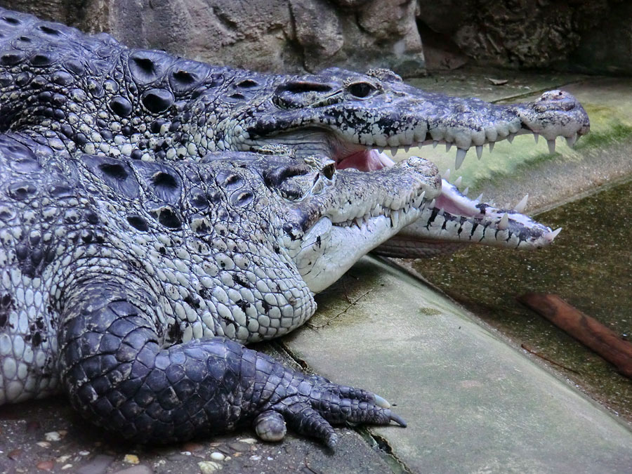 Neuguinea-Krokodile im Wuppertaler Zoo im März 2012