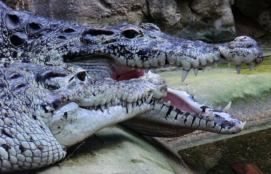 Neuguinea-Krokodile im Zoo Wuppertal im März 2012
