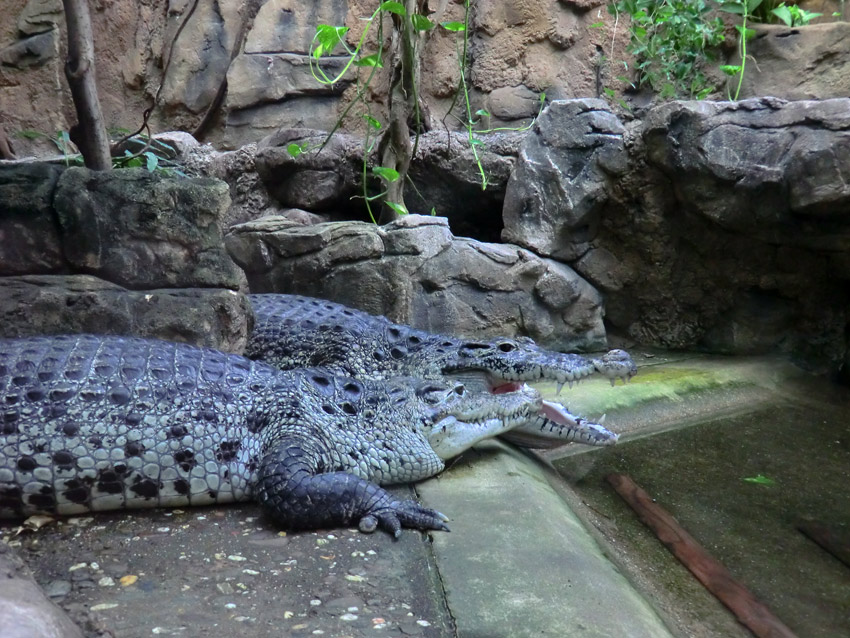 Neuguinea-Krokodile im Zoologischen Garten Wuppertal im März 2012
