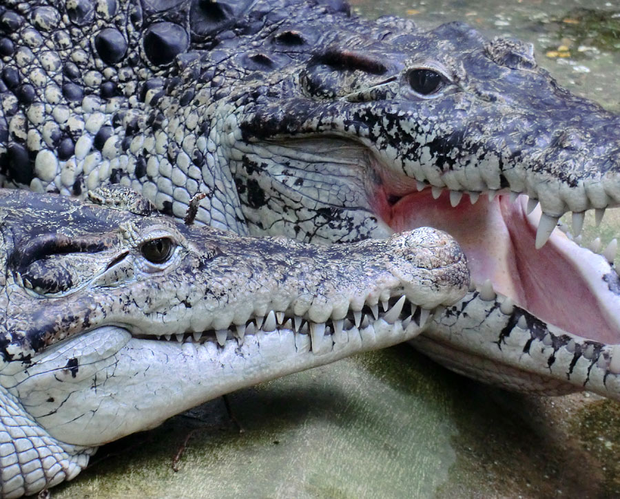 Neuguinea-Krokodile im Zoo Wuppertal im März 2012