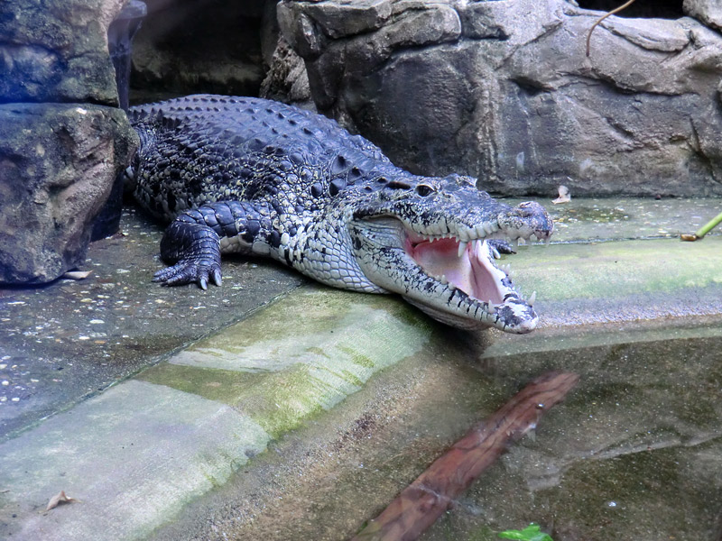 Neuguinea-Krokodil im Wuppertaler Zoo im März 2012