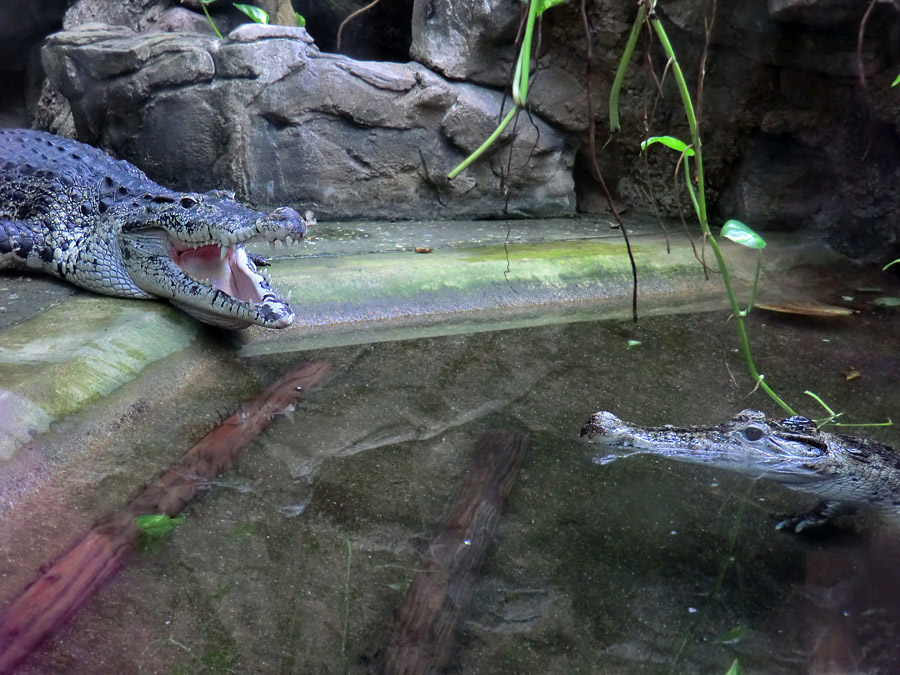 Neuguinea-Krokodile im Zoo Wuppertal im März 2012
