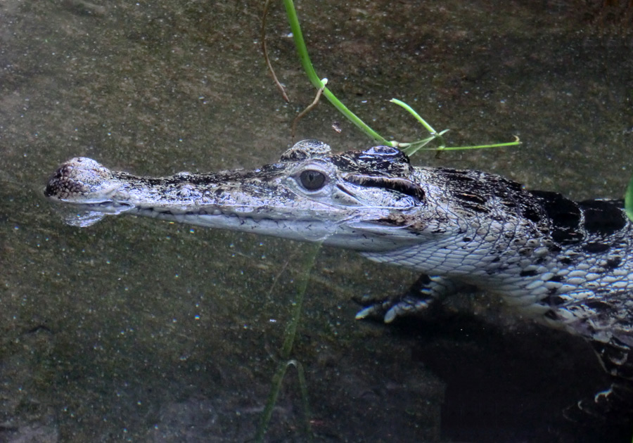 Neuguinea-Krokodil im Zoologischen Garten Wuppertal im März 2012