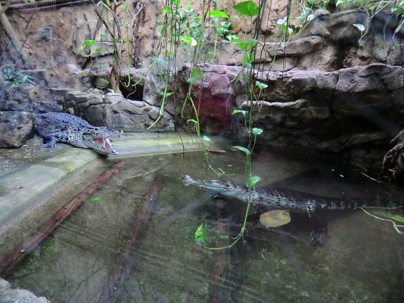 Neuguinea-Krokodile im Wuppertaler Zoo im März 2012
